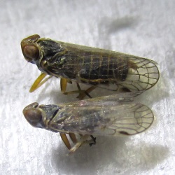 Hyalesthes luteipes